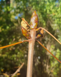 NLAB auf herbstlicher Baum-Entdeckungstour