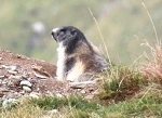 Die NAWIs erobern den Nationalpark Hohe Tauern